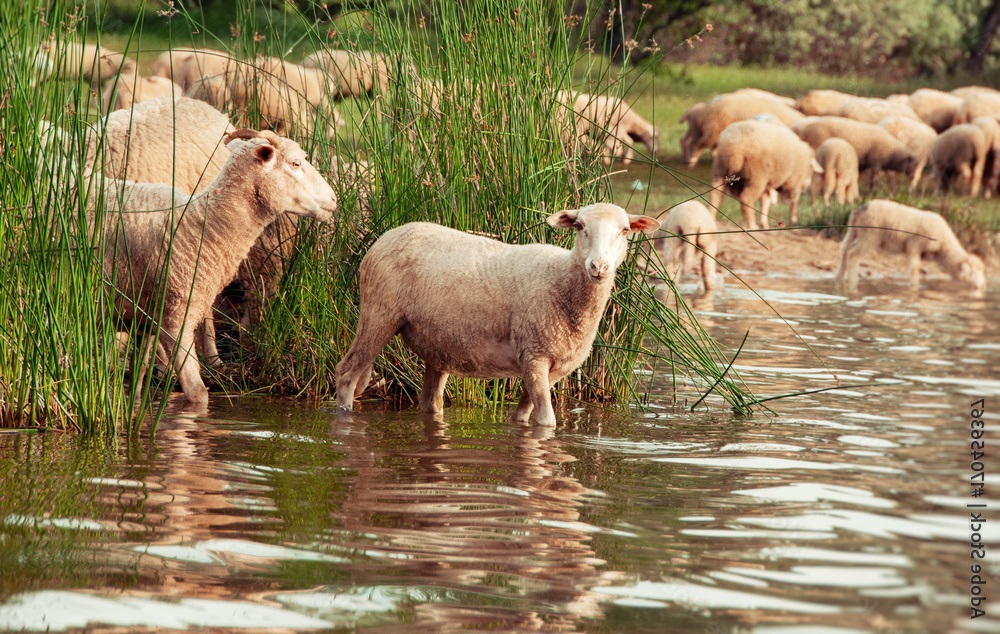 A flock of sheep standing in water