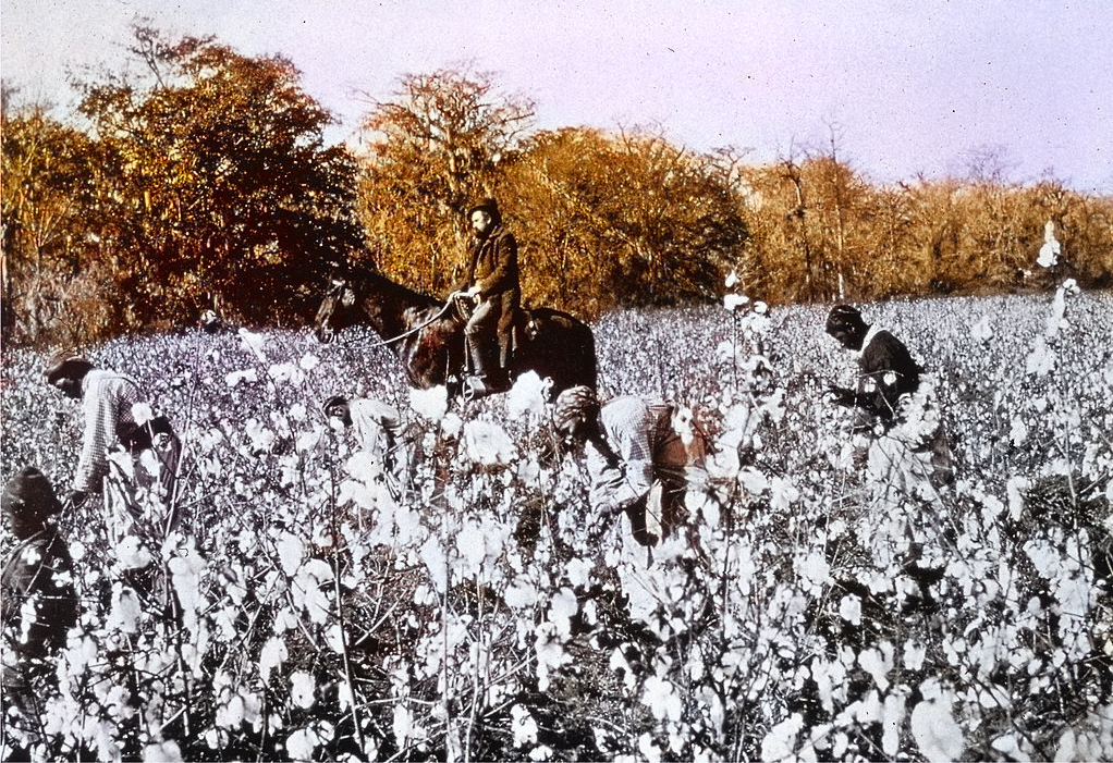 Overseer on horseback with slaves in a  cotton field circa 1850.